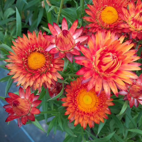 Bracteantha 'Orange'