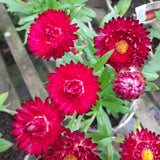 Bracteantha 'Red Flame'