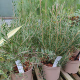Callistemon 'Honeypot'
