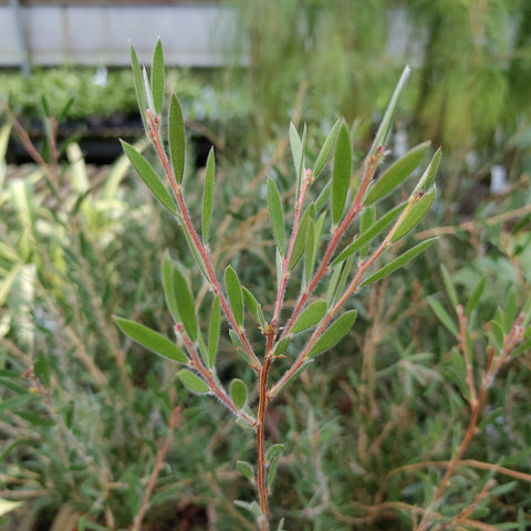 Callistemon 'Honeypot'