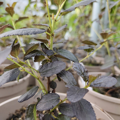 Ceanothus 'Tuxedo'