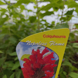 Colquohounia coccinea 'Nepalese Flame'