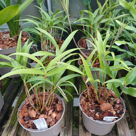 Dendrobium kingianum