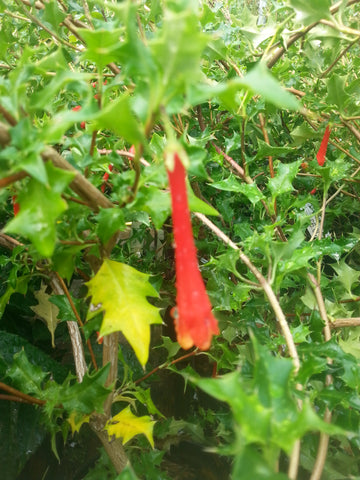 Desfontainia spinosa 'Treseders Form'