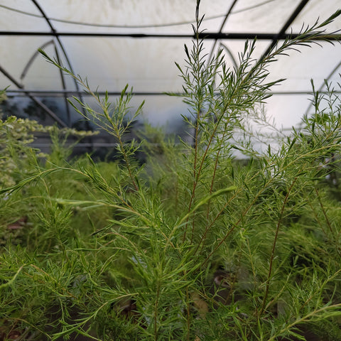 Diosma 'Sunset Gold'