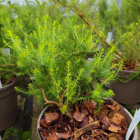 Erica arborea 'Alba'