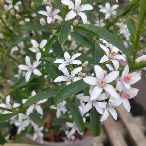 Philotheca myoporoides