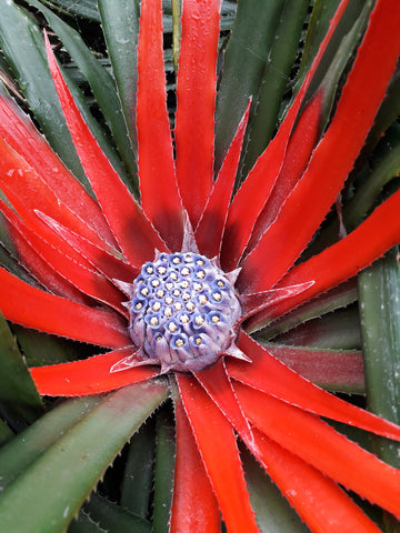 Fascicularia Bicolour