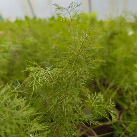 Foeniculum vulgare 'Purpureum'
