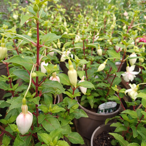 Fuchsia 'Annabelle'
