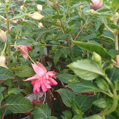 Fuchsia 'Dancing Flame'
