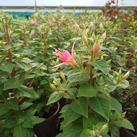 Fuchsia 'Waltz Jubelteen'