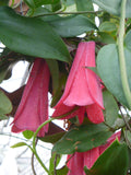 Lapageria rosea