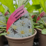 Leucanthemum 'Mount Hood'