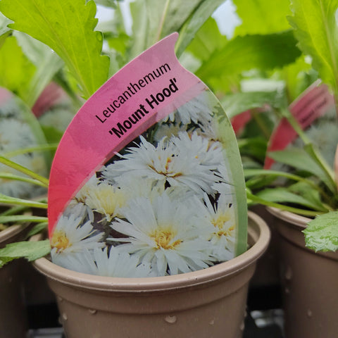 Leucanthemum 'Mount Hood'