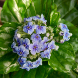 Myosotidum hortensia
