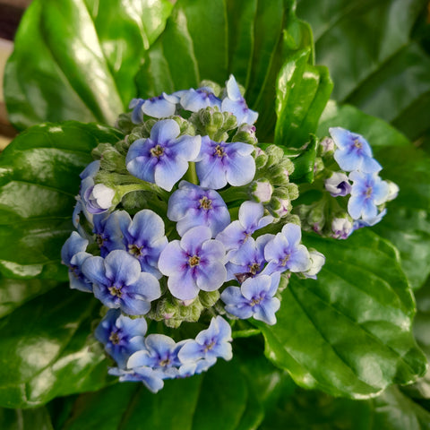 Myosotidum hortensia