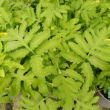 Onoclea sensibilis