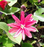 Passiflora manicata