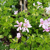 Pelargonium 'Prince of Orange'
