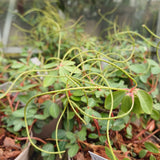 Peperomia verticiliata 'Red Log'