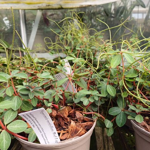 Peperomia verticiliata 'Red Log'