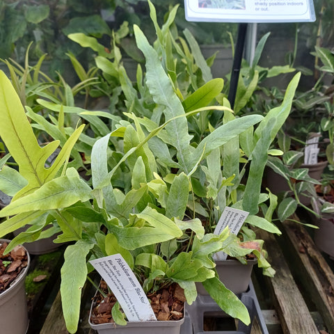 Phlebodium aurem 'Blue Star'