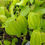 Pilea insolens