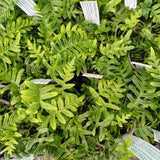 Polypodium vulgare