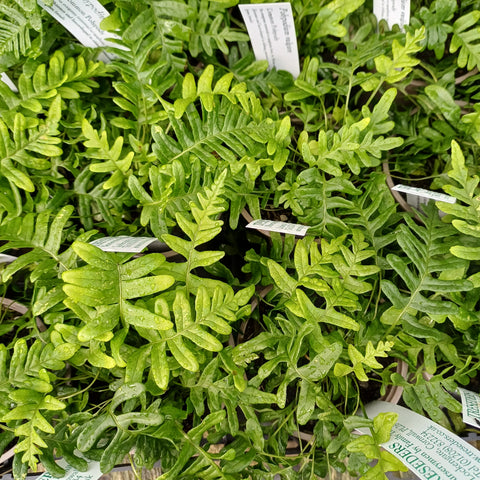 Polypodium vulgare