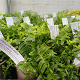 Polypodium vulgare