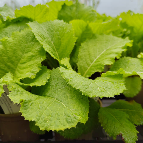Primula japonica 'Alba'