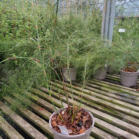 Rhodocoma capensis