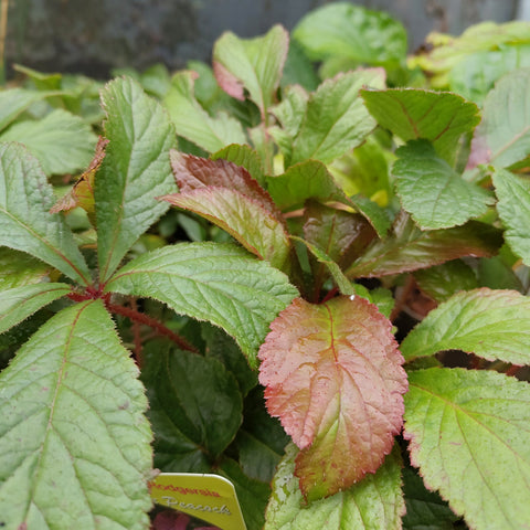 Rodgersia 'Bronze Peacock'