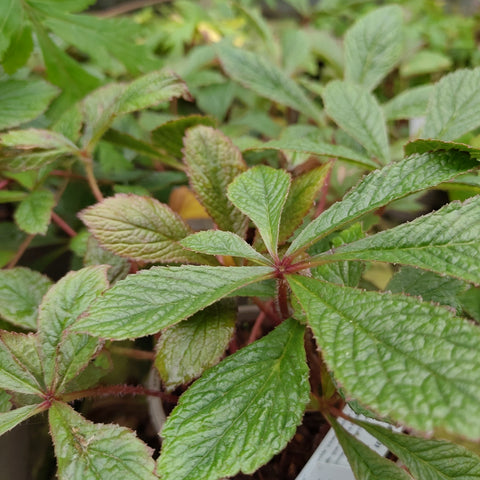Rodgersia pinnatum 'Chocolate Wings'