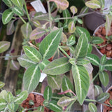 Ruellia makoyana