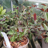 Ruellia makoyana