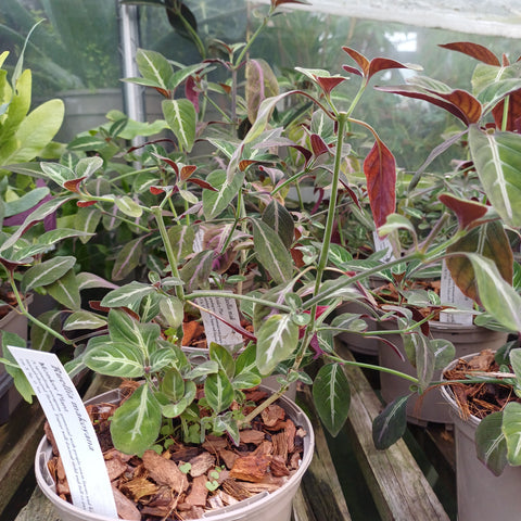 Ruellia makoyana