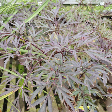 Sambucus nigra 'Black Lace'