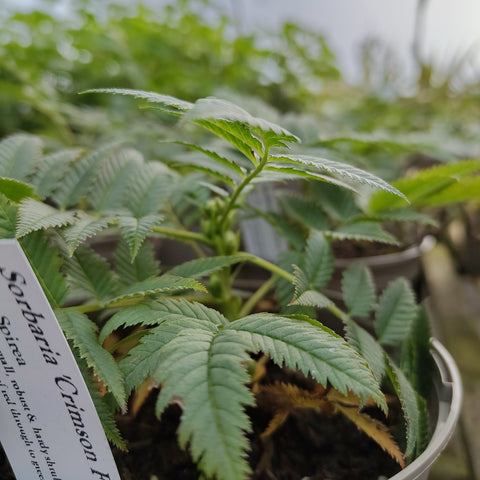 Sorbaria 'Crimson Feathers'