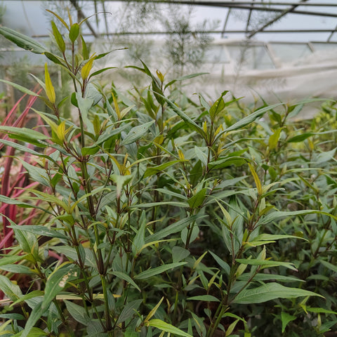 Strobilanthes anisophylla 'Assam'