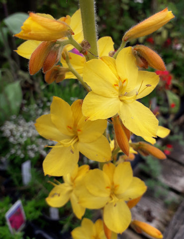 Wachendorfia thyrsiflora