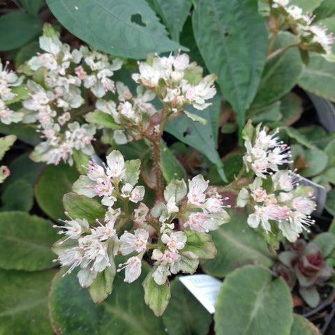 Chrysosplenium macrophyllum