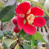 Chaenomeles × superba 'Crimson and Gold'