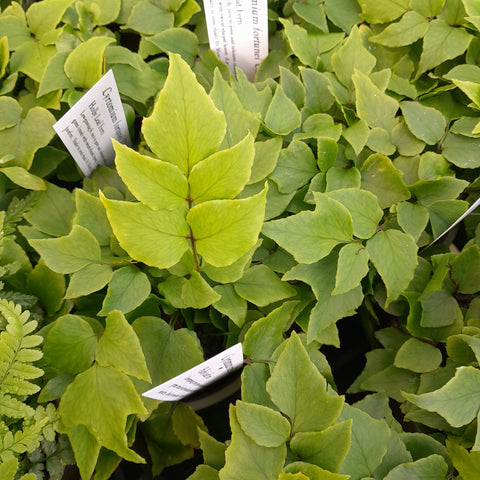 Cyrtomium fortunei 'Clivicola'