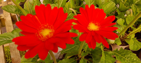 Gerbera Garvinea 'Sweet Glow'