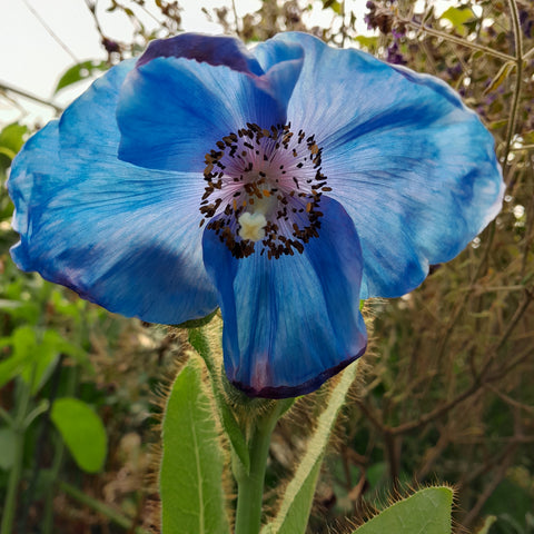 Meconopsis 'Lingholm'