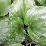 Myosotidum hortensia