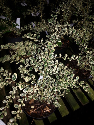 Azara microphylla 'Variegata'