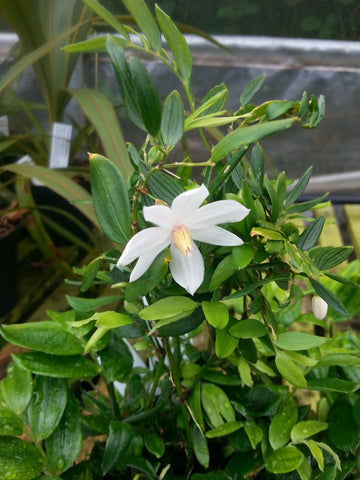 Luzuriaga radicans